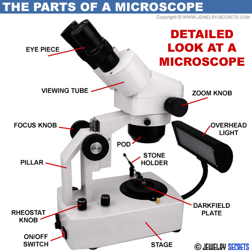 Detailed Look At The Parts Of A Microscope