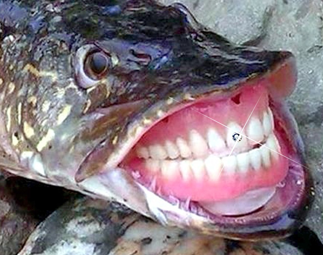 Crystal Gems Glued to your Teeth